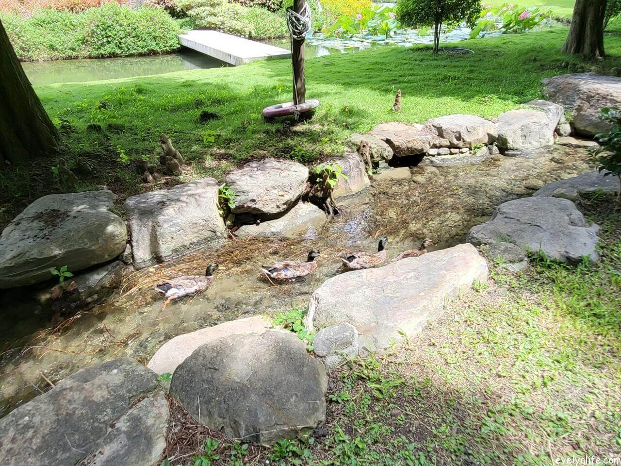 成美文化園|彰化永靖|百年古厝與日式莊園的造景之旅 - 第7張圖