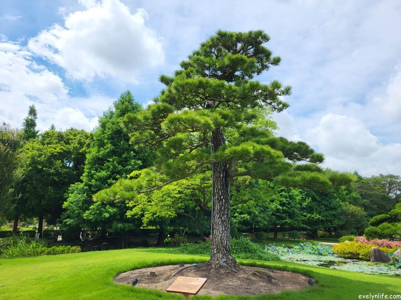 成美文化園|彰化永靖|百年古厝與日式莊園的造景之旅 - 第10張圖