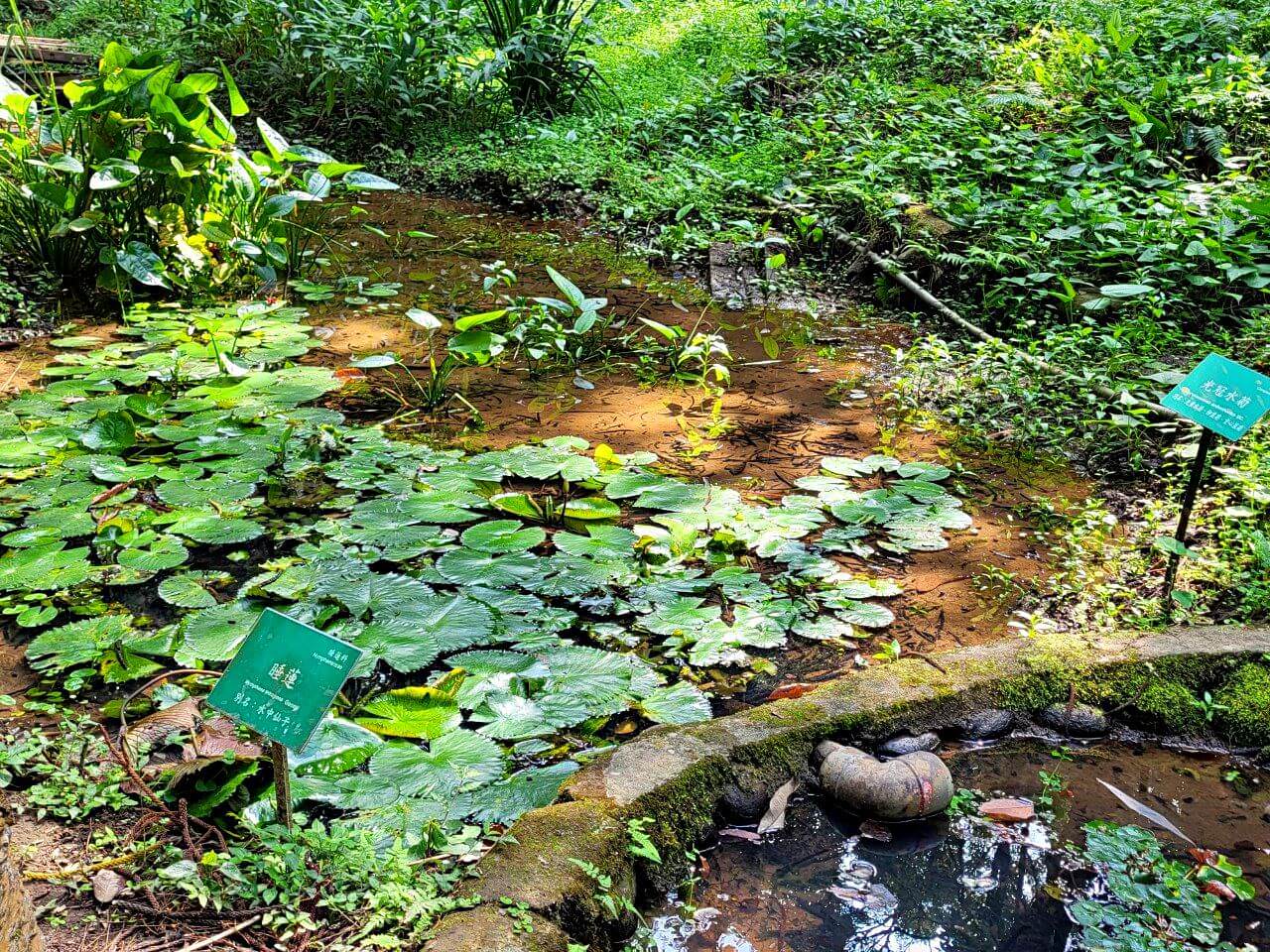 嘉義東區|嘉義公園全介紹|免門票親子遊樂設施.平地森林步道樹木園.KANO園區.昭和十八.射日塔 - 第24張圖