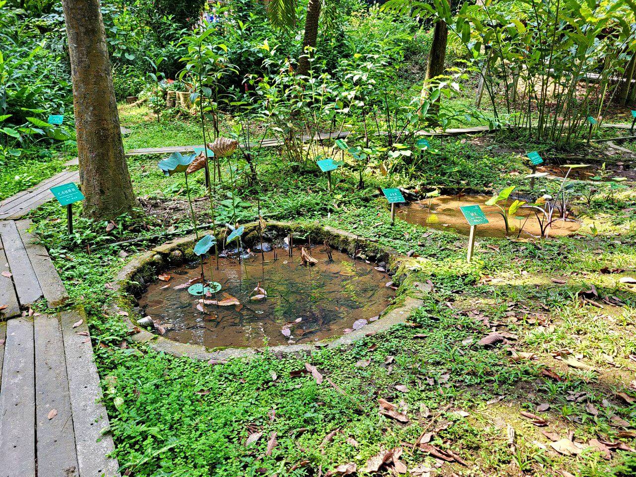 嘉義東區|嘉義公園全介紹|免門票親子遊樂設施.平地森林步道樹木園.KANO園區.昭和十八.射日塔 - 第25張圖