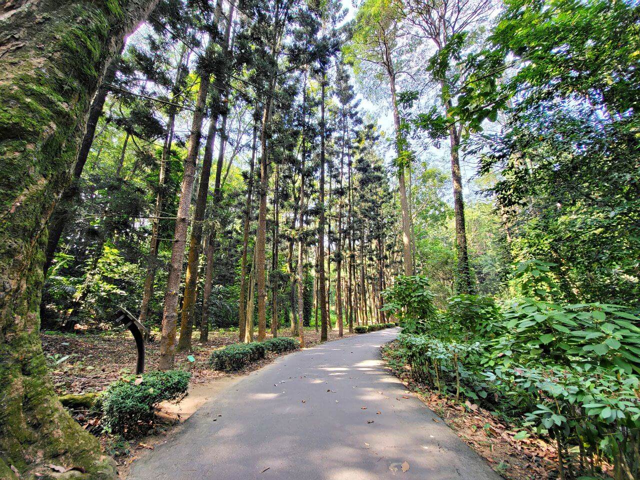 嘉義東區|嘉義公園全介紹|免門票親子遊樂設施.平地森林步道樹木園.KANO園區.昭和十八.射日塔 - 第23張圖
