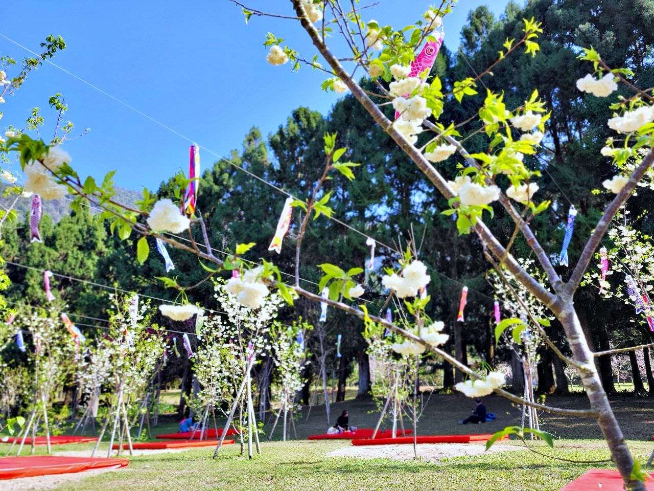 南投魚池|2023年九族文化村櫻花祭|搭纜車鳥瞰園區櫻花.日式浴衣體驗.賞夜櫻火舞秀 - 第25張圖