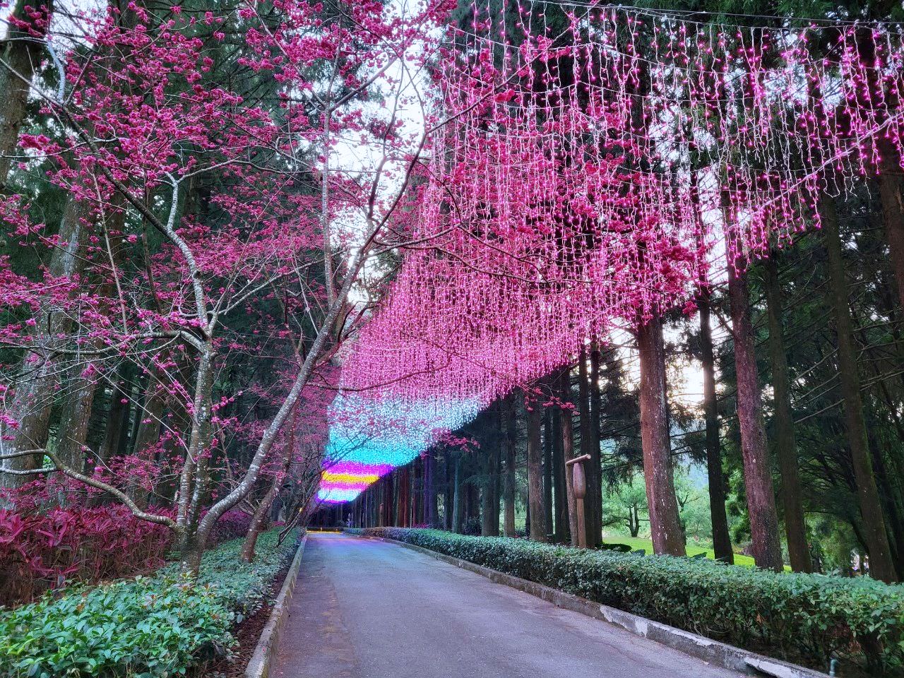 南投魚池|2023年九族文化村櫻花祭|搭纜車鳥瞰園區櫻花.日式浴衣體驗.賞夜櫻火舞秀 - 第38張圖