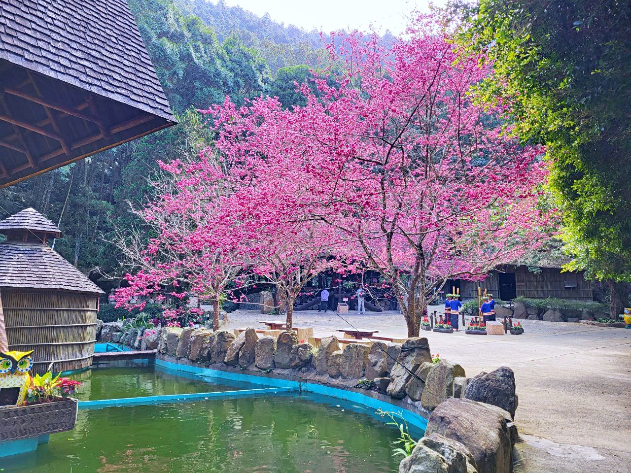 南投魚池|2023年九族文化村櫻花祭|搭纜車鳥瞰園區櫻花.日式浴衣體驗.賞夜櫻火舞秀 - 第26張圖