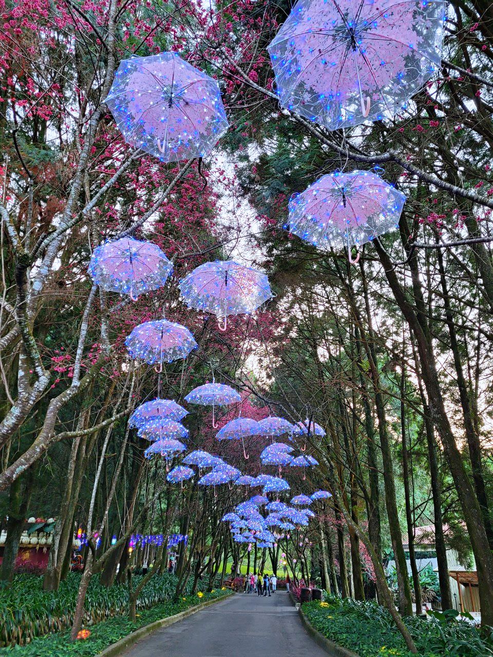 南投魚池|2023年九族文化村櫻花祭|搭纜車鳥瞰園區櫻花.日式浴衣體驗.賞夜櫻火舞秀 - 第36張圖