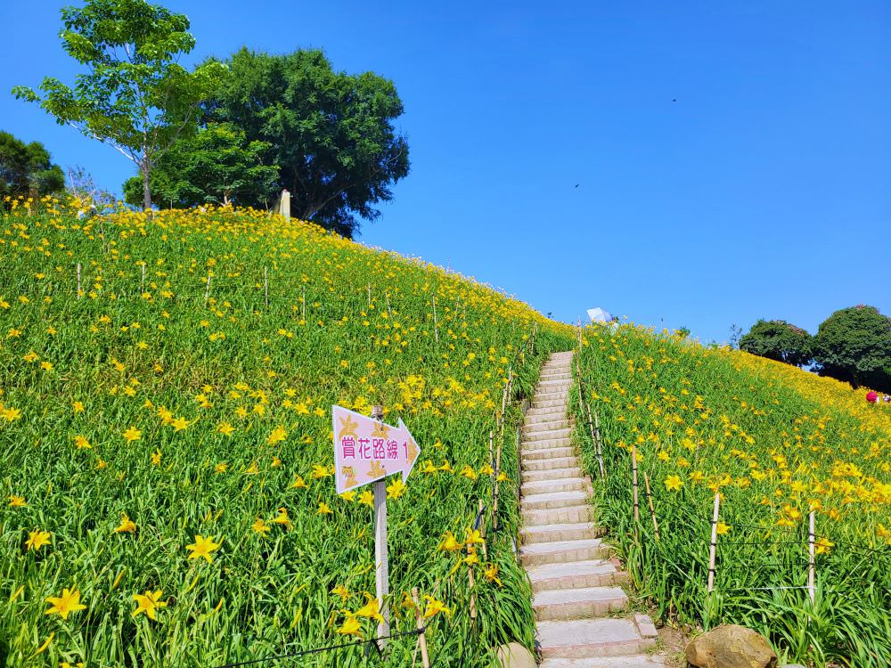 彰化花壇|虎山巖金針花|超美金色花海 ,把握花期周末出遊賞花去.免費賞花景點 - 第3張圖