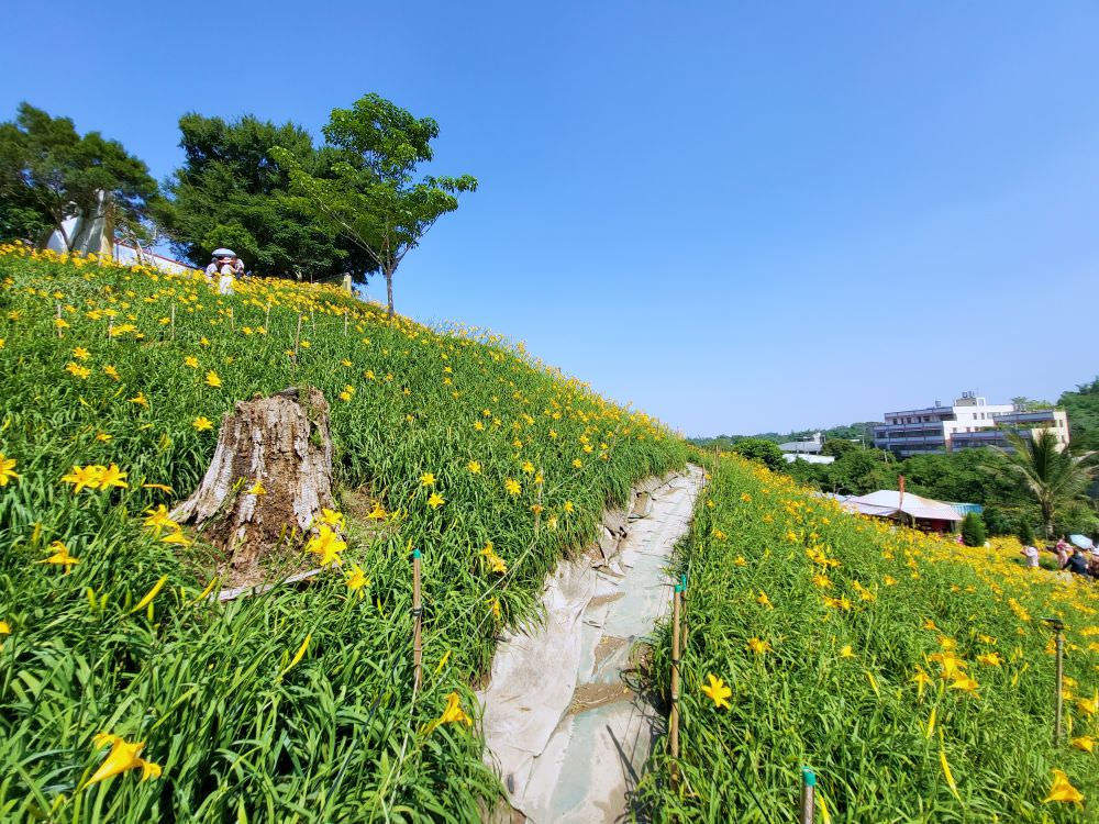 彰化花壇|虎山巖金針花|超美金色花海 ,把握花期周末出遊賞花去.免費賞花景點 - 第12張圖