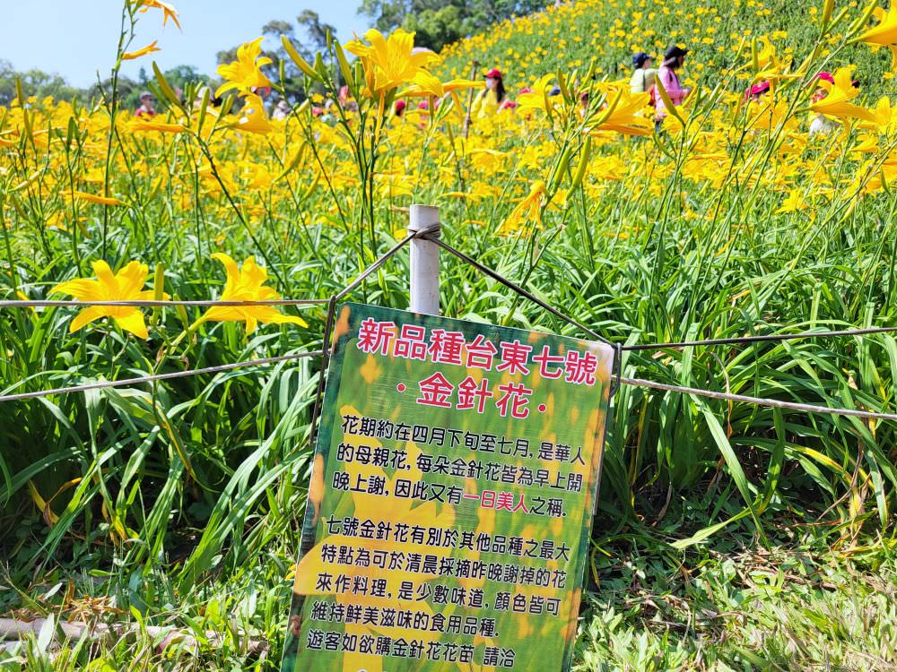 彰化花壇|虎山巖金針花|超美金色花海 ,把握花期周末出遊賞花去.免費賞花景點 - 第16張圖