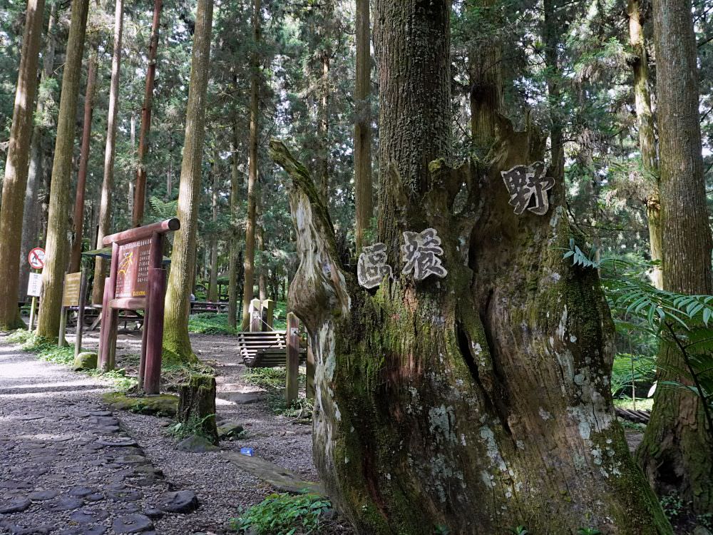 南投鹿谷|溪頭自然教育園區|路線景點資訊.必訪空中走廊及大學池.夏日健行避暑好選擇 - 第5張圖