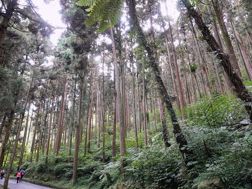 南投鹿谷|溪頭自然教育園區|路線景點資訊.必訪空中走廊及大學池.夏日健行避暑好選擇 20230714DSC00734 12