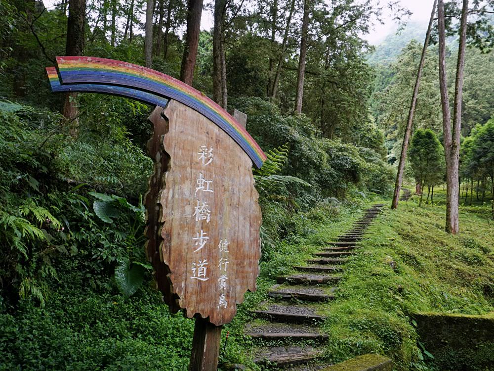 南投鹿谷|溪頭自然教育園區|路線景點資訊.必訪空中走廊及大學池.夏日健行避暑好選擇 - 第14張圖