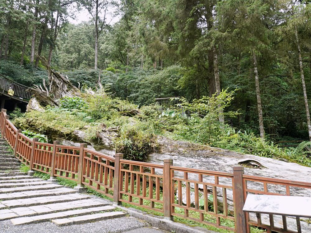 南投鹿谷|溪頭自然教育園區|路線景點資訊.必訪空中走廊及大學池.夏日健行避暑好選擇 - 第16張圖