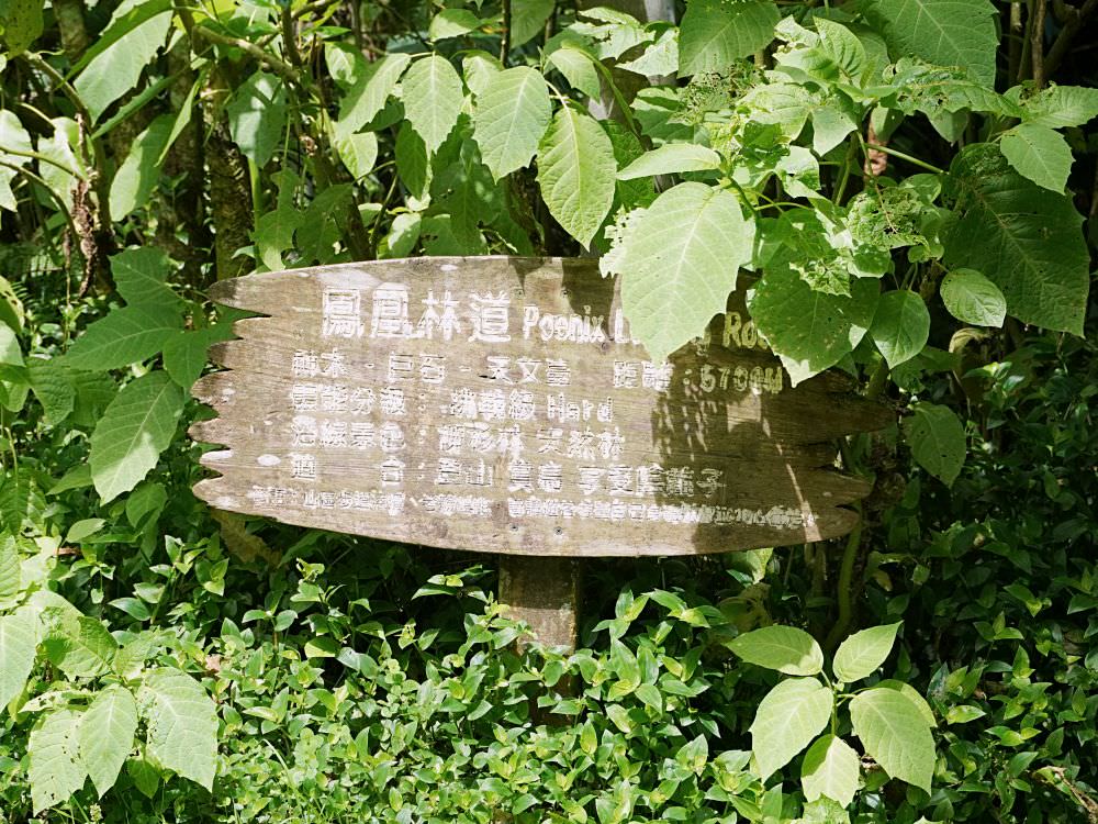 南投鹿谷|溪頭自然教育園區|路線景點資訊.必訪空中走廊及大學池.夏日健行避暑好選擇 - 第26張圖