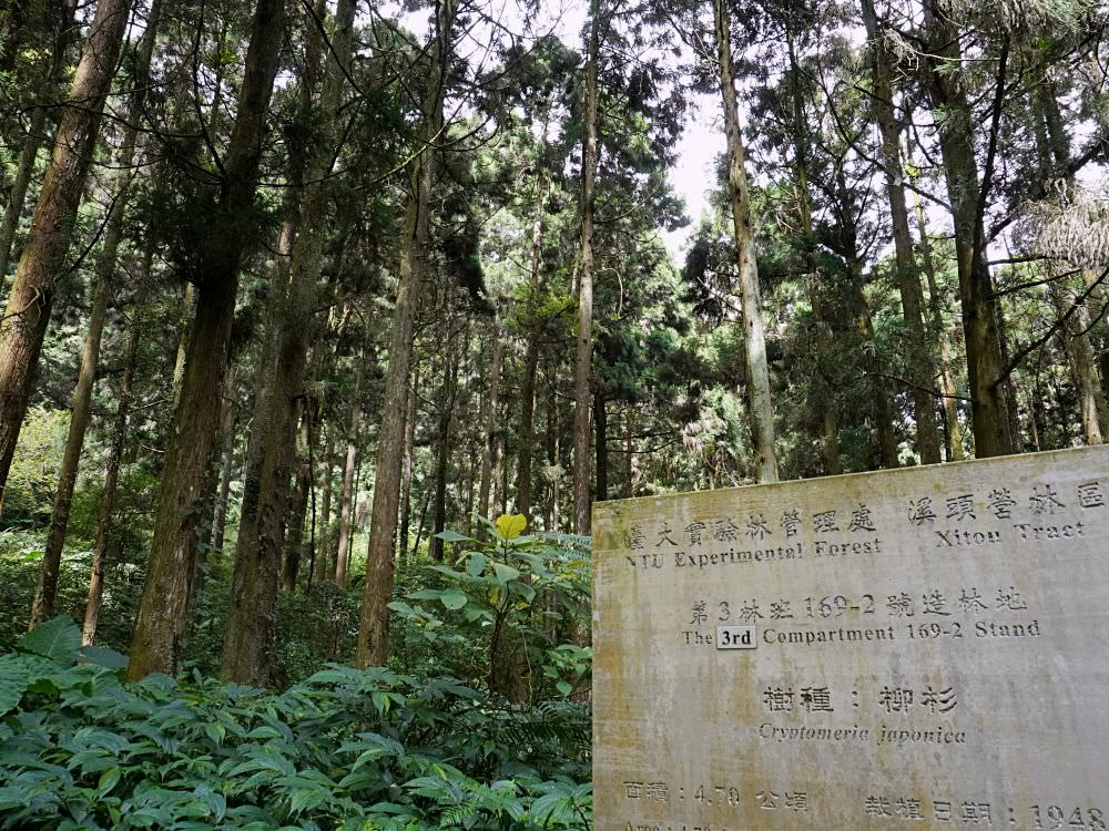 南投鹿谷|溪頭自然教育園區|路線景點資訊.必訪空中走廊及大學池.夏日健行避暑好選擇 - 第27張圖