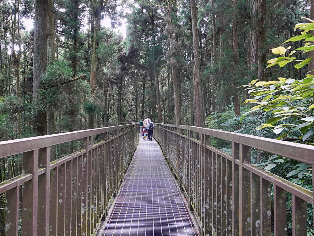 南投鹿谷|溪頭自然教育園區|路線景點資訊.必訪空中走廊及大學池.夏日健行避暑好選擇 - 第30張圖