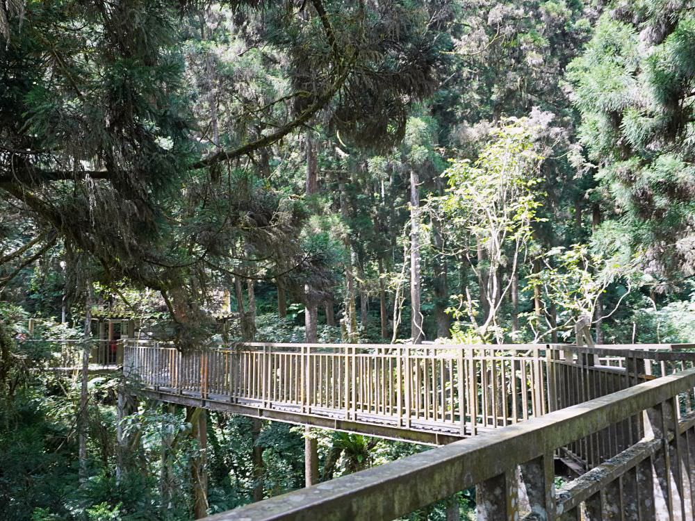 南投鹿谷|溪頭自然教育園區|路線景點資訊.必訪空中走廊及大學池.夏日健行避暑好選擇 - 第32張圖