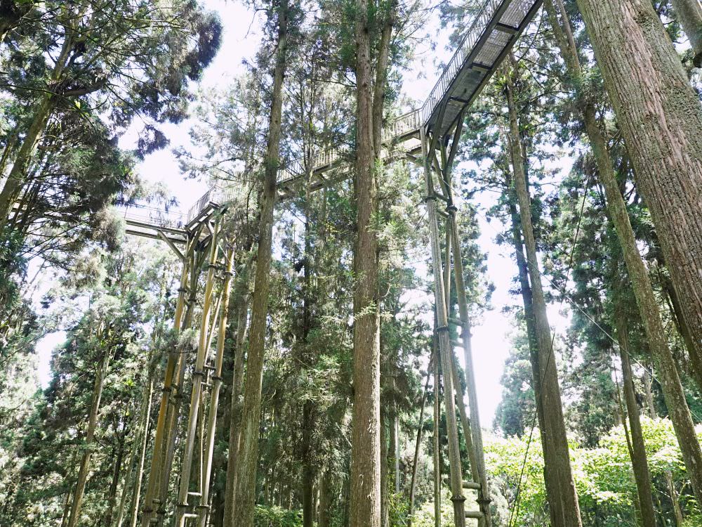 南投鹿谷|溪頭自然教育園區|路線景點資訊.必訪空中走廊及大學池.夏日健行避暑好選擇 - 第34張圖