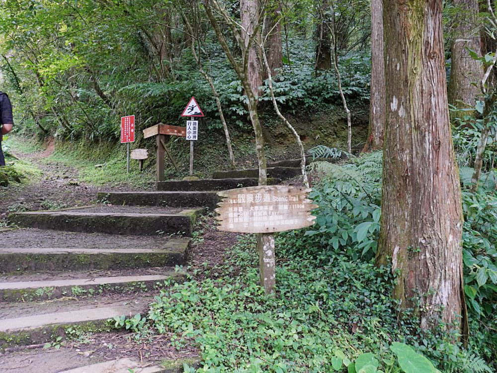 南投鹿谷|溪頭自然教育園區|路線景點資訊.必訪空中走廊及大學池.夏日健行避暑好選擇 - 第43張圖