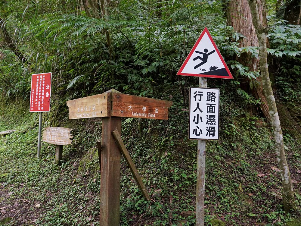 南投鹿谷|溪頭自然教育園區|路線景點資訊.必訪空中走廊及大學池.夏日健行避暑好選擇 - 第44張圖