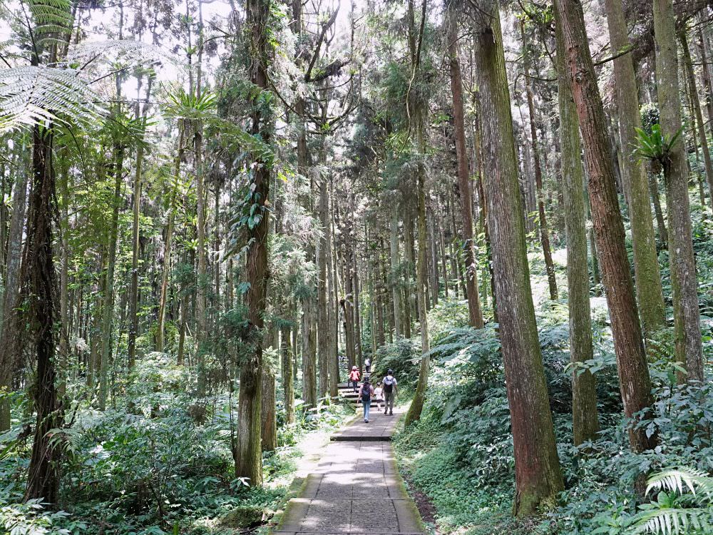 南投鹿谷|溪頭自然教育園區|路線景點資訊.必訪空中走廊及大學池.夏日健行避暑好選擇 - 第56張圖