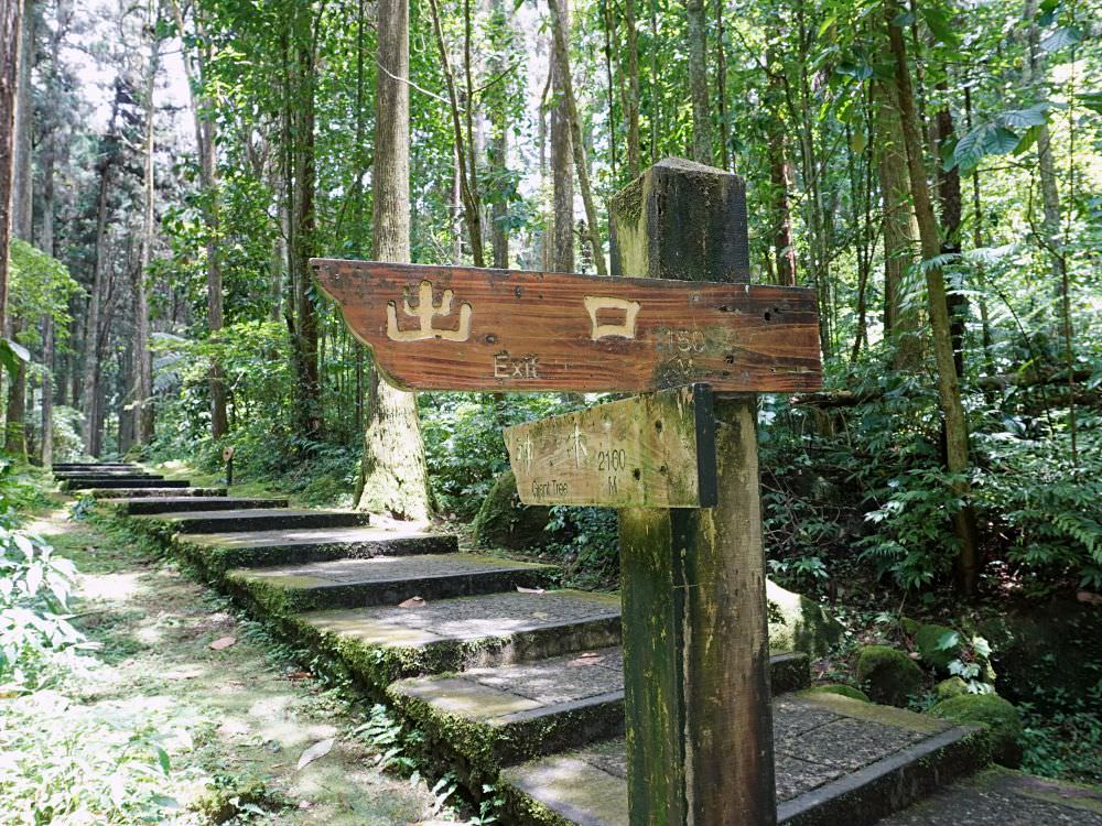 南投鹿谷|溪頭自然教育園區|路線景點資訊.必訪空中走廊及大學池.夏日健行避暑好選擇 - 第57張圖