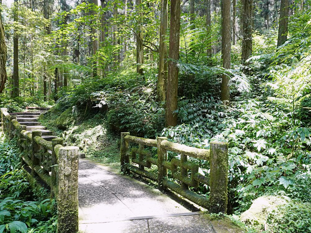 南投鹿谷|溪頭自然教育園區|路線景點資訊.必訪空中走廊及大學池.夏日健行避暑好選擇 - 第58張圖