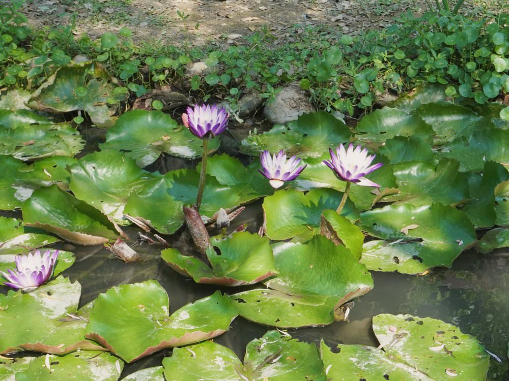 苗栗苑裡|山腳國小日治後期宿舍群|環境清幽.典型日式宿舍建築 - 第28張圖