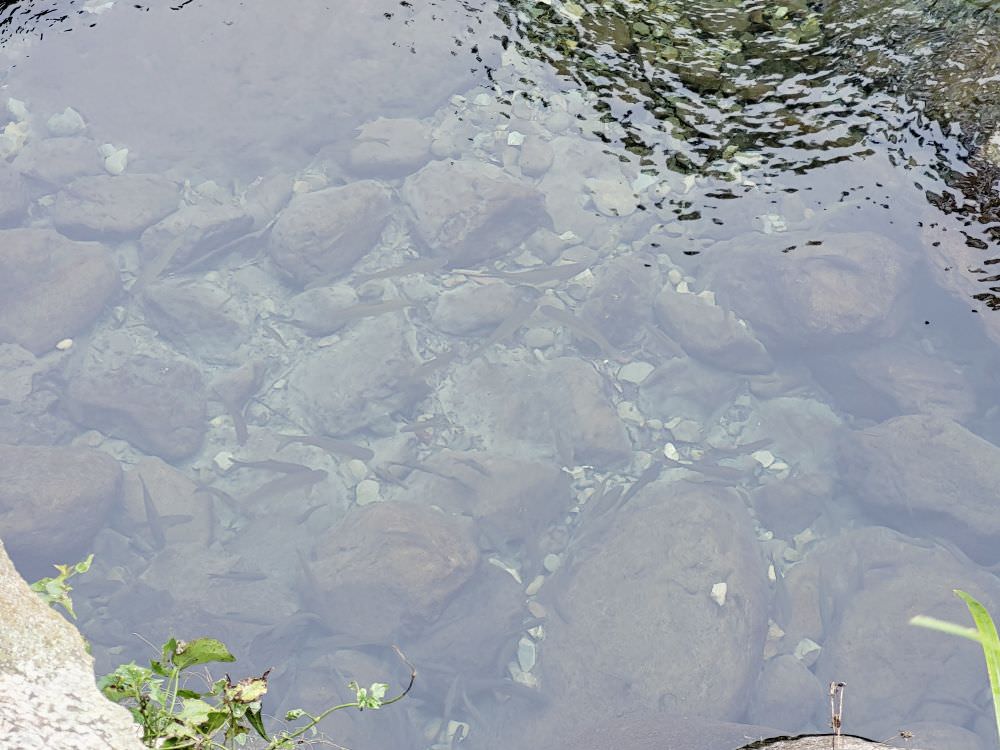 苗栗南庄|蓬萊溪護魚步道|全程平坦輕鬆好走的休閒步道.適合全家一起來運動.來回花費約1.5小時.沿途有林蔭不熱 - 第30張圖