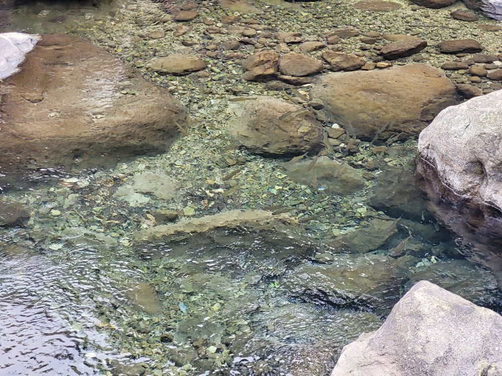 苗栗南庄|蓬萊溪護魚步道|全程平坦輕鬆好走的休閒步道.適合全家一起來運動.來回花費約1.5小時.沿途有林蔭不熱 - 第31張圖
