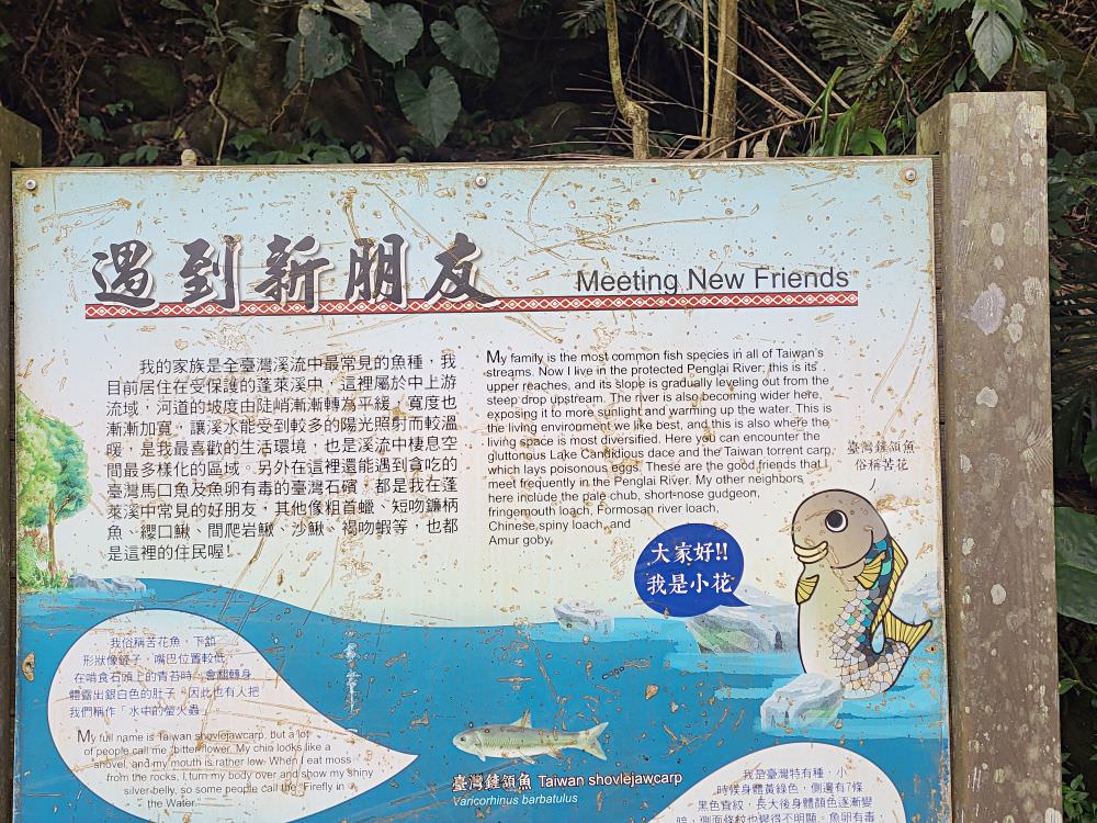 苗栗南庄|蓬萊溪護魚步道|全程平坦輕鬆好走的休閒步道.適合全家一起來運動.來回花費約1.5小時.沿途有林蔭不熱 - 第6張圖